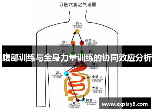 腹部训练与全身力量训练的协同效应分析